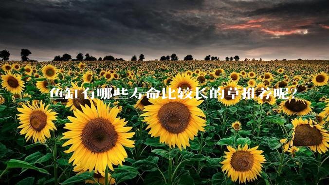 鱼缸有哪些寿命比较长的草推荐呢？